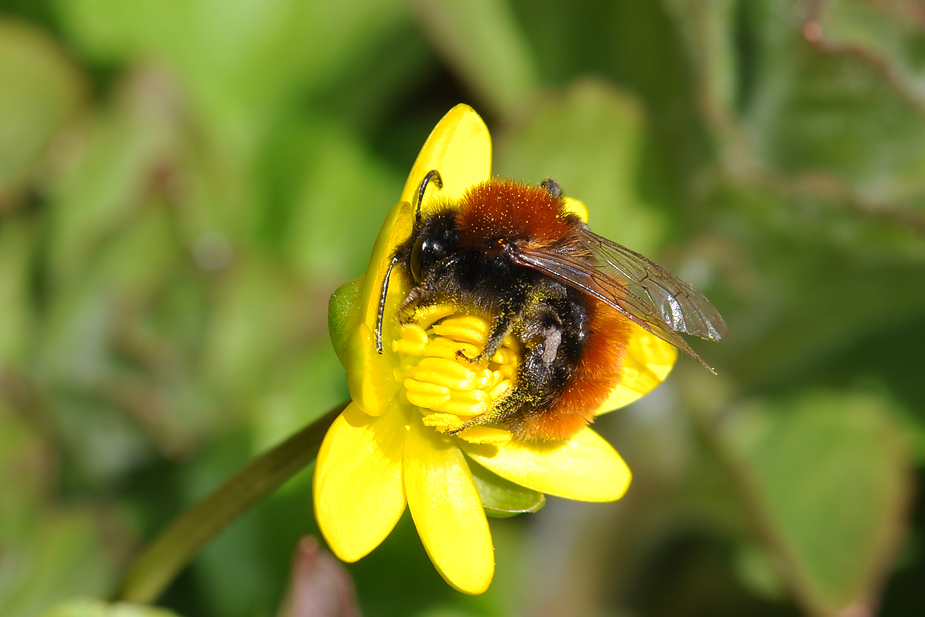 Andrena fulva_0011