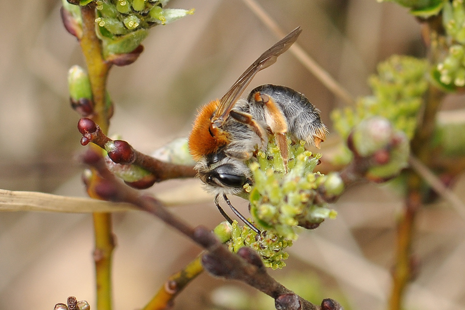Andrena haemorrhoa_0303