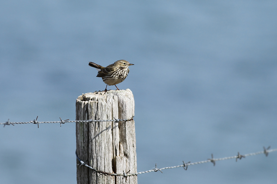 Fugl-Anthus pratensis_9632