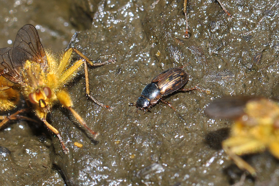 Aphodius sticticus_0028