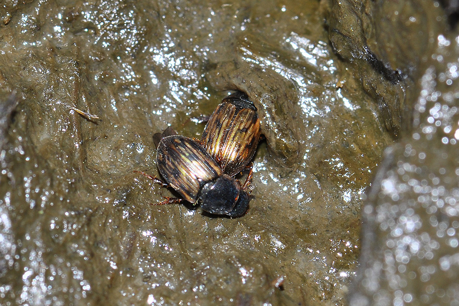 Aphodius sticticus_0032