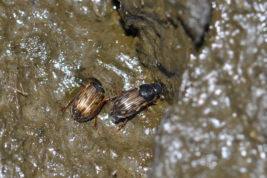 Aphodius sticticus_0034
