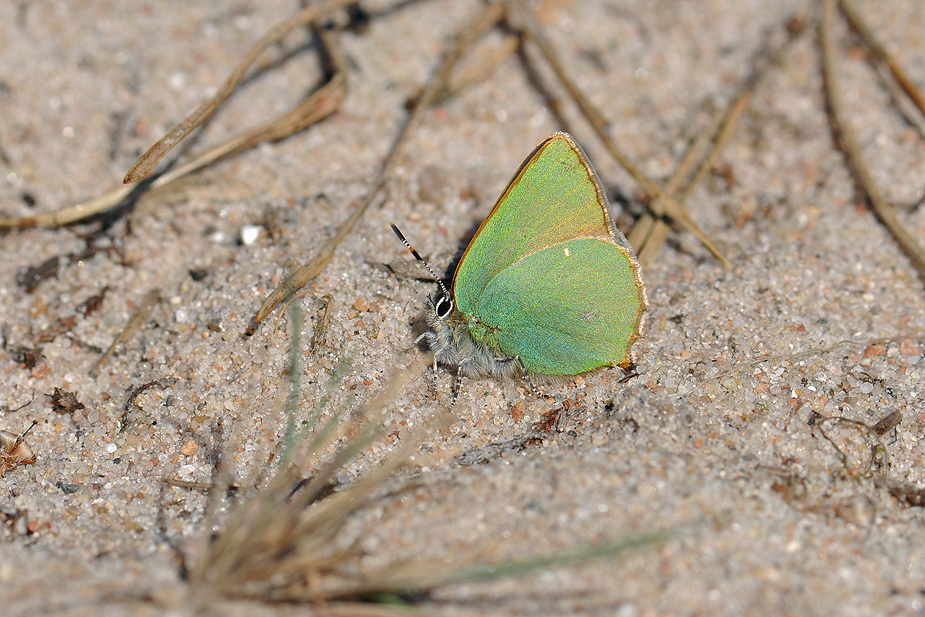 Callophrys rubi_0096