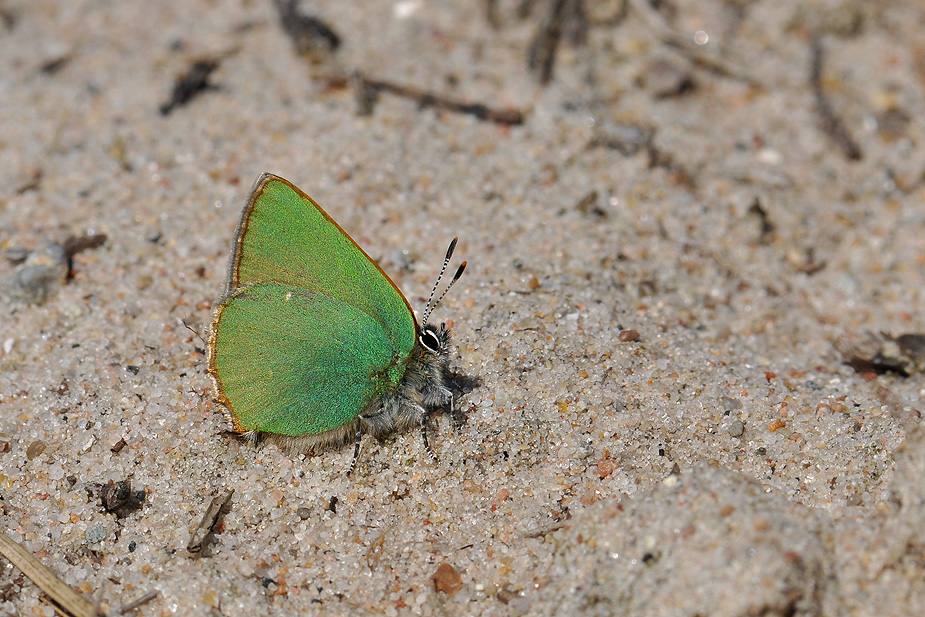 Callophrys rubi_0144