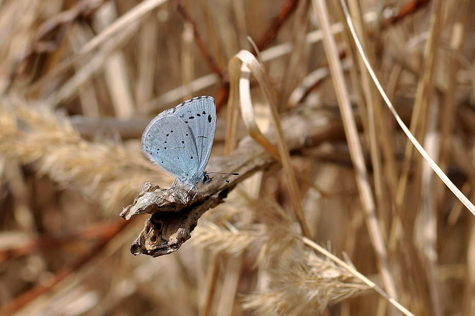 Celastrina argiolus_0304