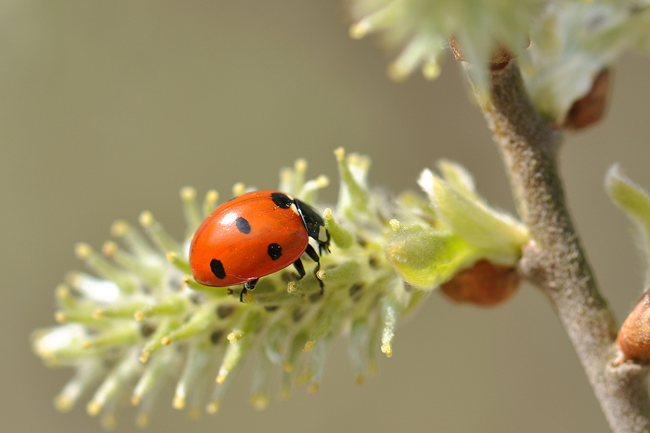 Coccinella septempunctata_0234