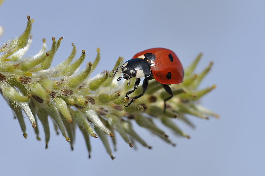 Coccinella septempunctata_0254