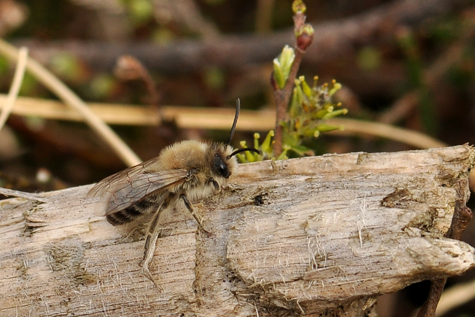 Colletes cunicularius_0173