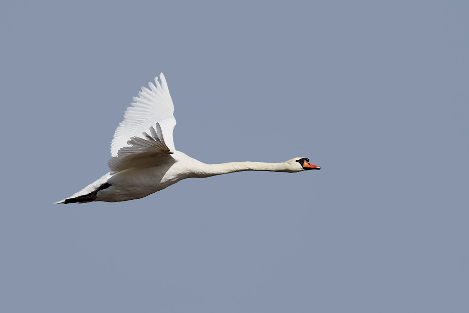 Fugl-Cygnus olor_4842