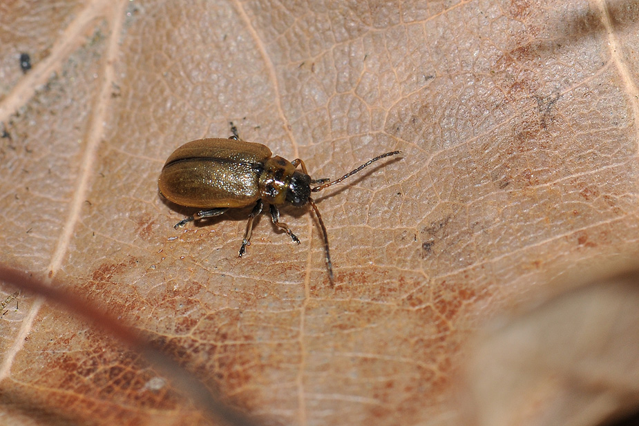 Lochmaea caprea/suturalis_0030