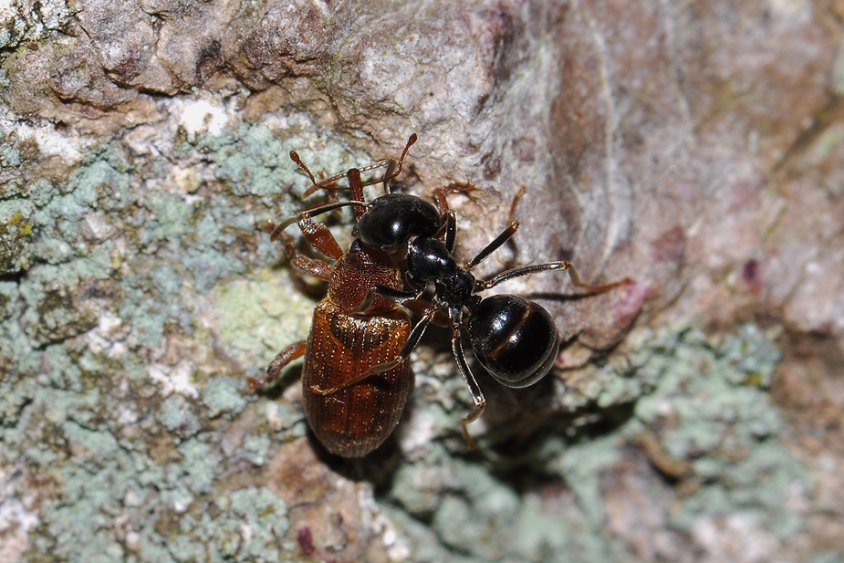 Dorytomus tortrix _0083