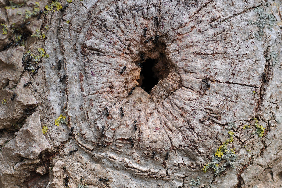 Lasius fuliginosus_0131