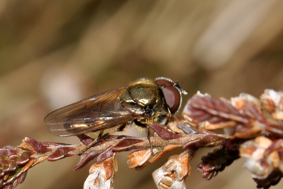 Cheilosia sp._0182