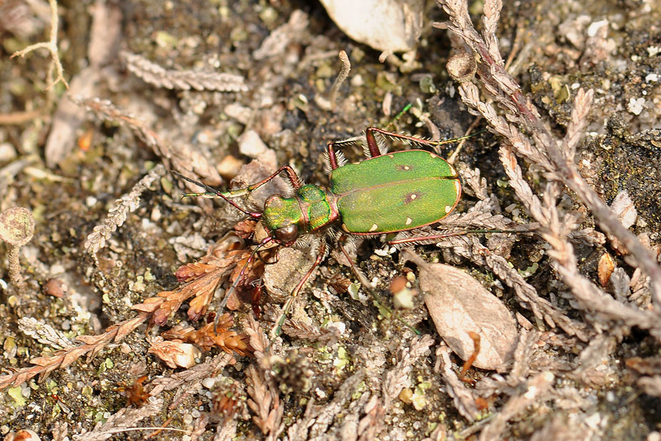 Cicindela campestris_0214