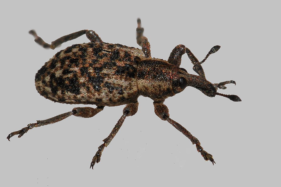 Hypera conmaculata_0256