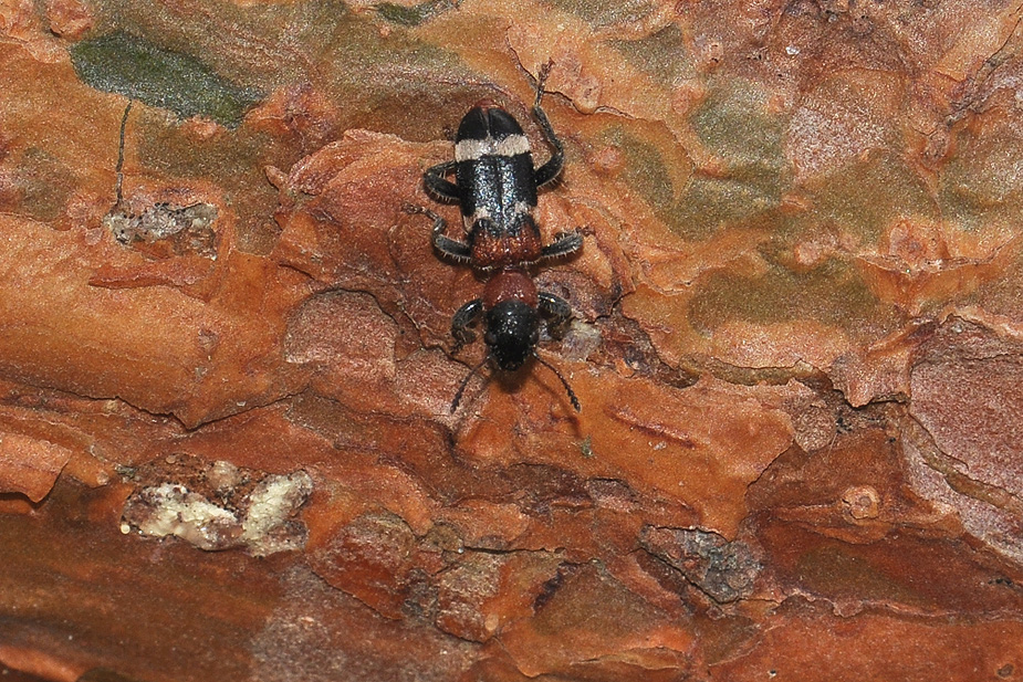 Thanasimus formicarius_0275