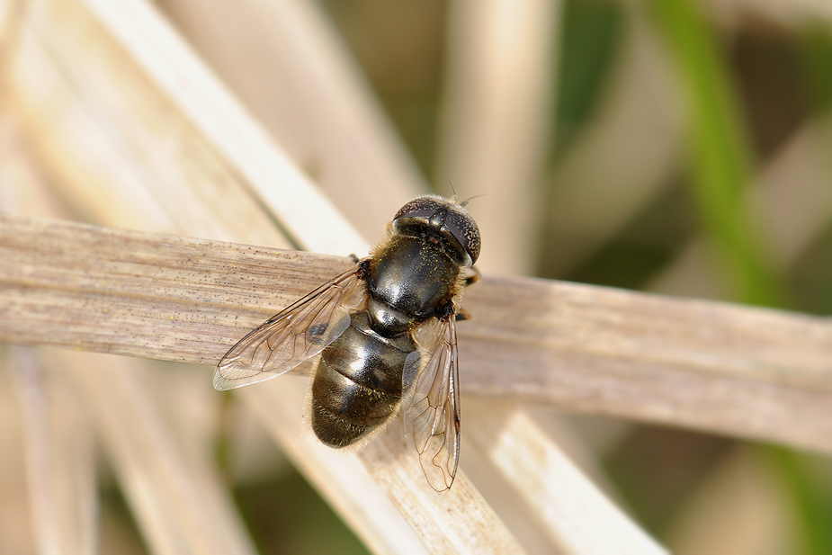 Eristalinus aeneus_0345