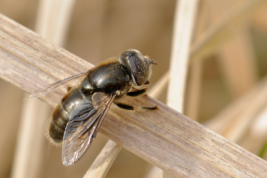 Eristalinus aeneus_0354