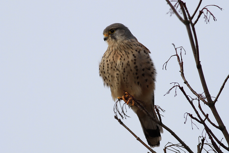 Fugl-Falco tinnunculus_3325