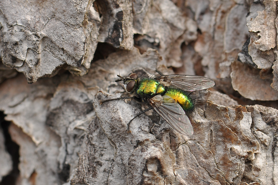 Gymnocheta viridis_0283