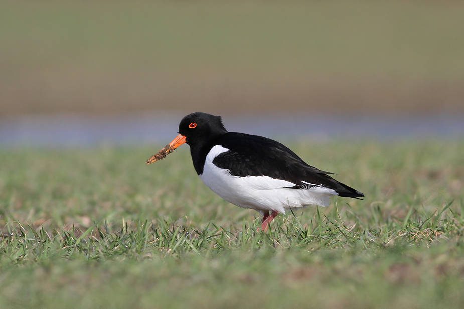 Fugl-Haematopus ostralegus_3745