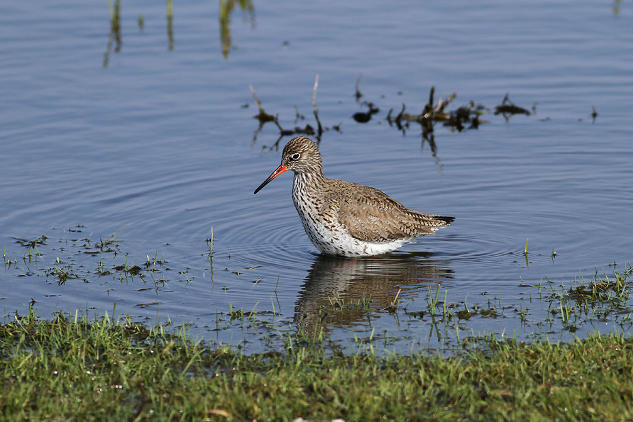 Fugl-Tringa totanus_6563