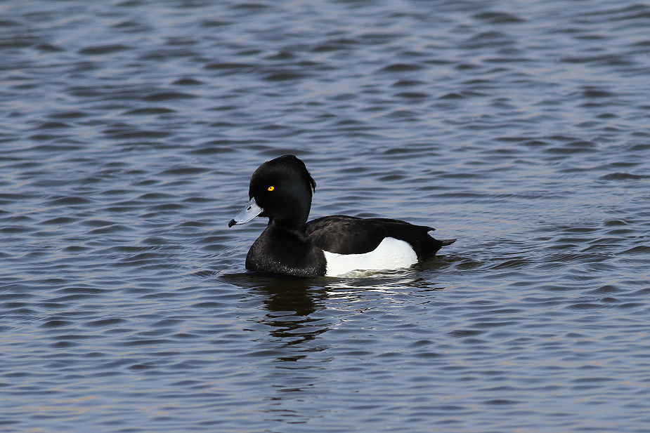 Fugl-Aythya fuligula_6692