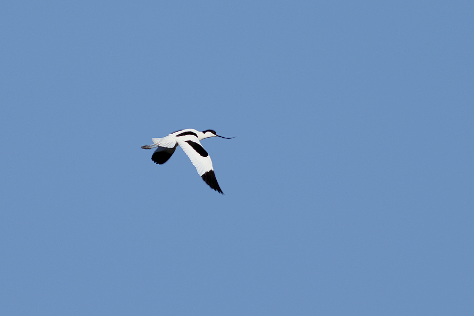 Fugl-Recurvirostra avosetta_7159