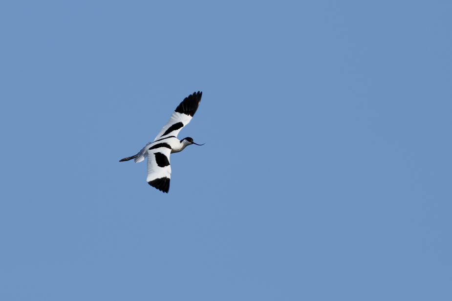 Fugl-Recurvirostra avosetta_7162