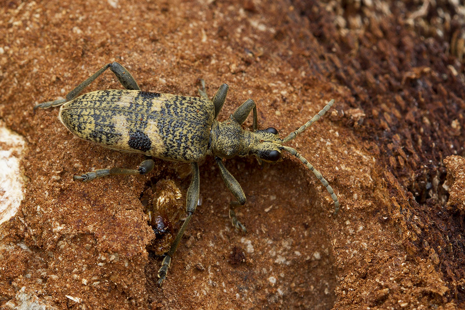 Rhagium mordax_2416