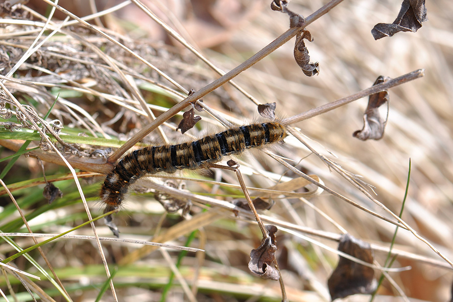 Malacosoma castrensis_0032