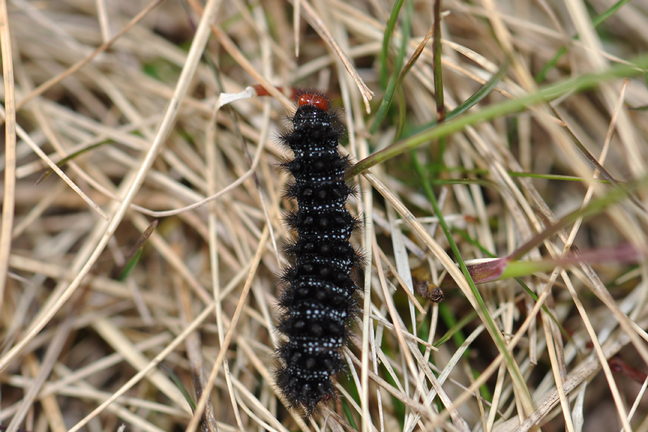 Melitaea cinxia_0098