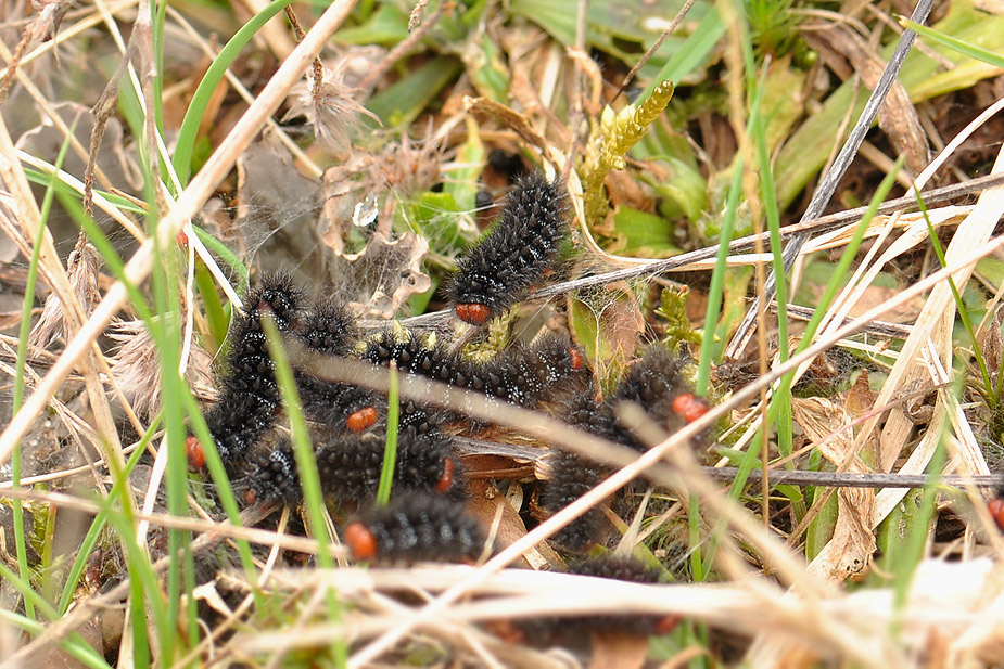 Melitaea cinxia_0191