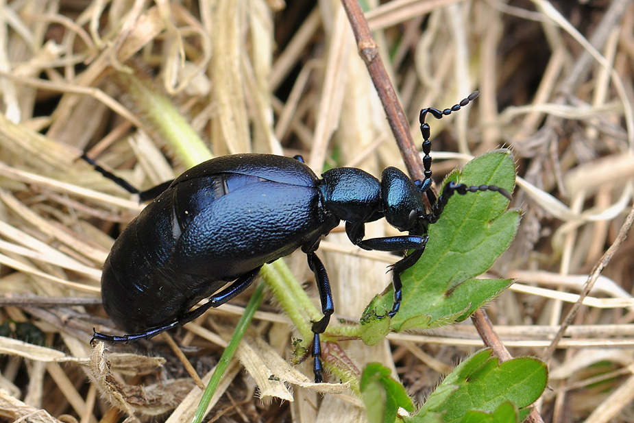 Meloe violaceus_0630