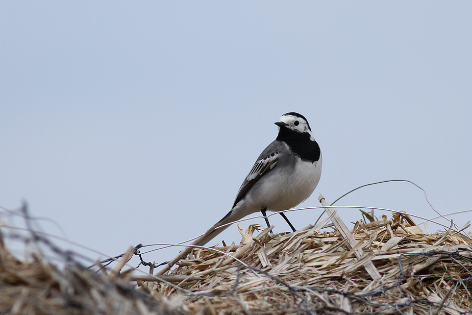Fugl-Motacilla alba_7535