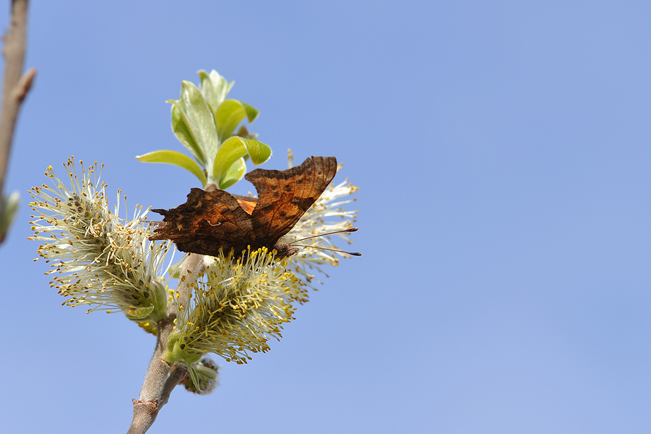Polygonia c-album_0262