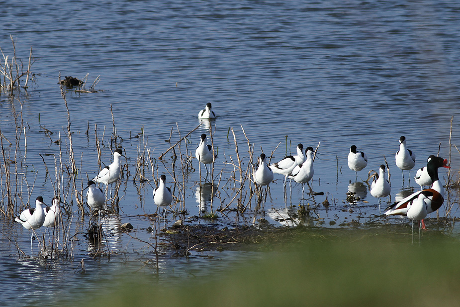 Fugl-Recurvirostra avosetta_7843