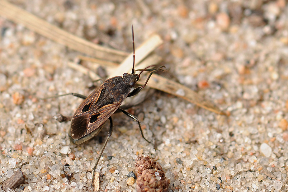 Rhyparochromus pini_0394