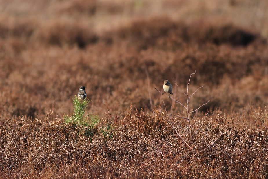Fugl-Saxicola torquatus_3880