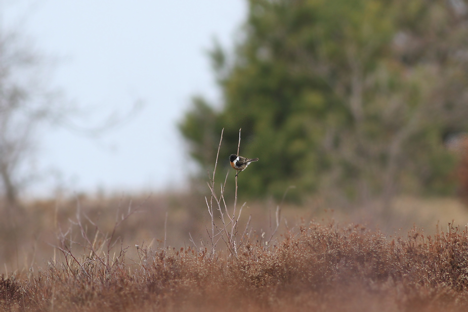 Fugl-Saxicola torquatus_4324