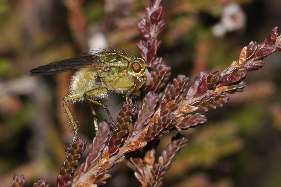 Scathophaga stercoraria_0080