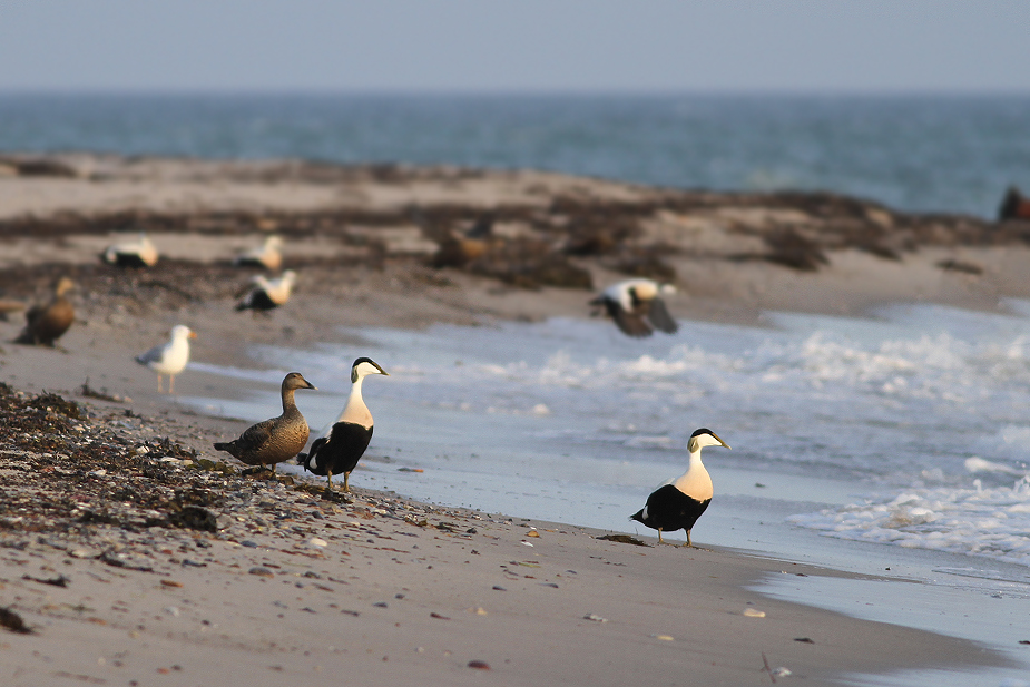 Fugl-Somateria mollissima_9207