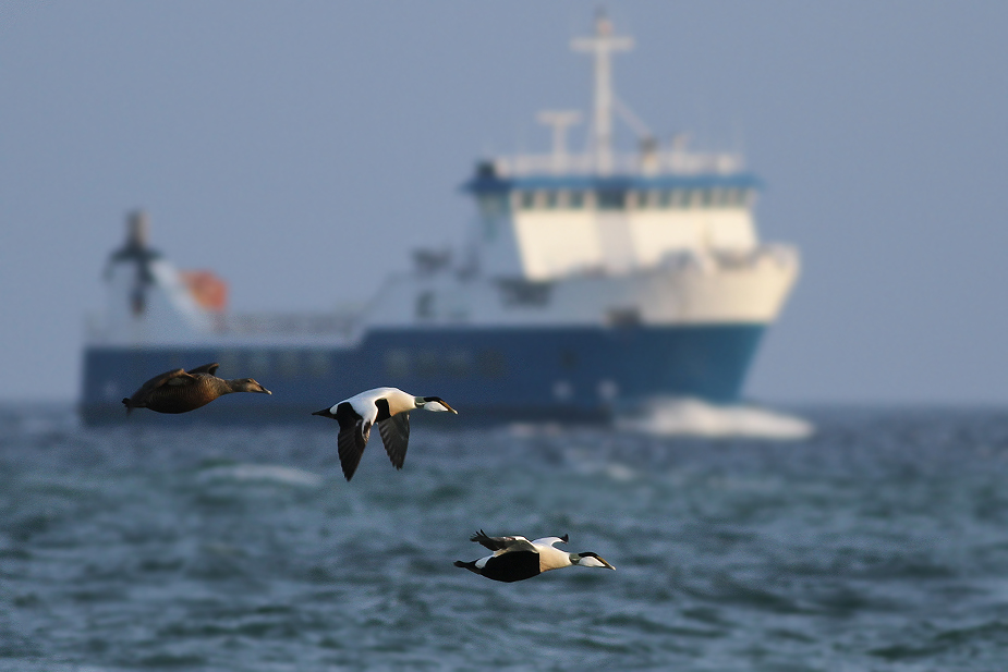 Fugl-Somateria mollissima_9218