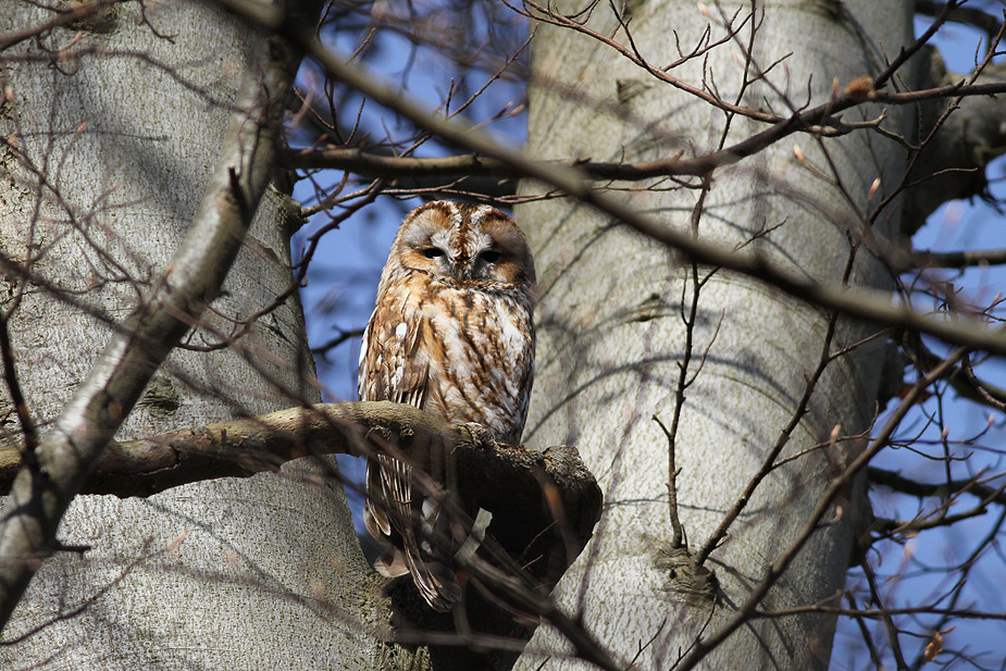 Fugl-Strix aluco_4774