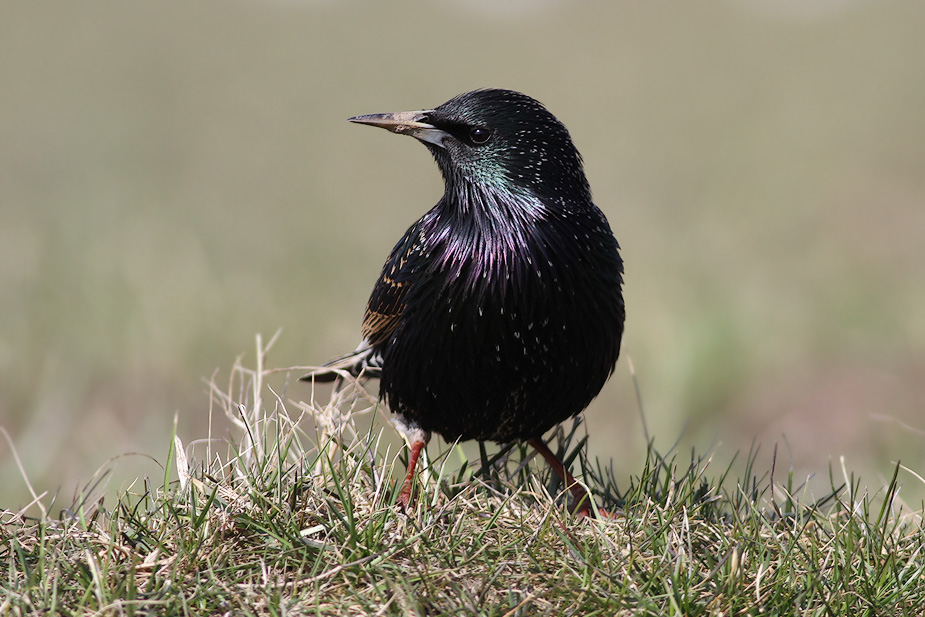Fugl-Sturnus vulgaris_3367