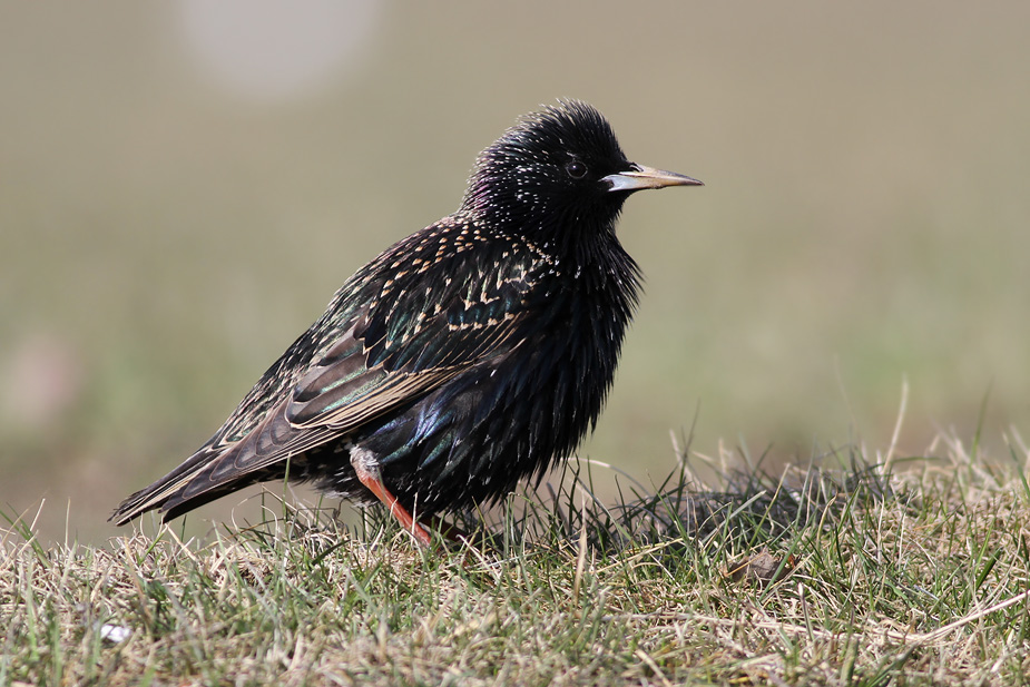 Fugl-Sturnus vulgaris_3371