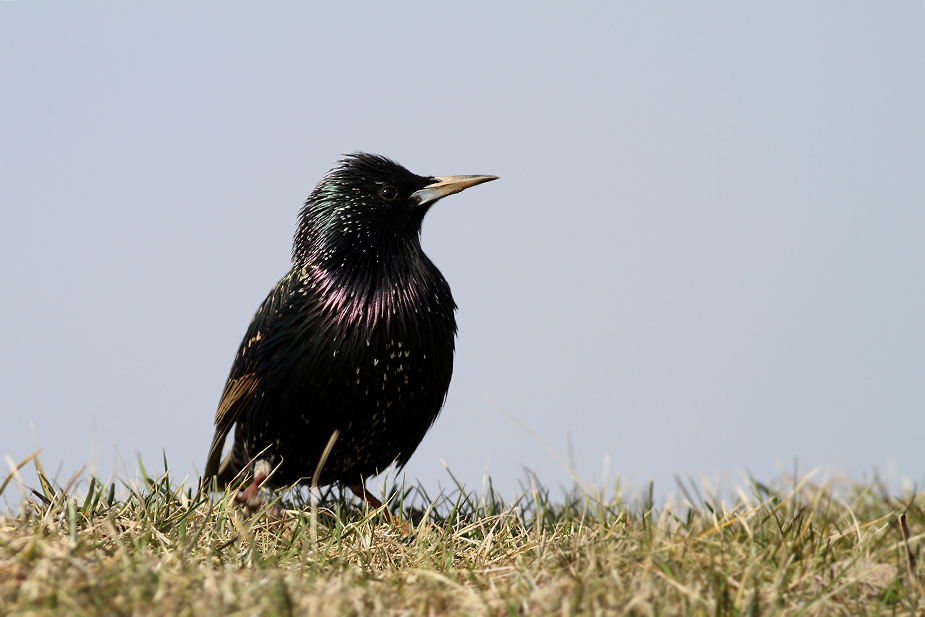 Fugl-Sturnus vulgaris_3391