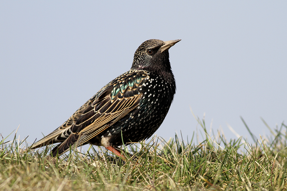 Fugl-Sturnus vulgaris_3395