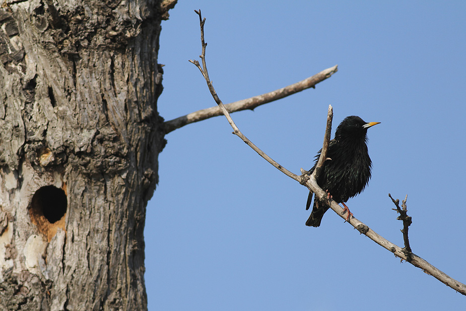 Fugl-Sturnus vulgaris_9817