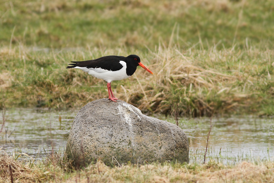 Fugl-Haematopus ostralegus_5122